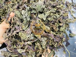 ใบงาใบงาสีม่วงใบชิโซธรรมชาติบริสุทธิ์และสมุนไพรธรรมชาติธรรมชาติใบงาแห้ง - Product Image 6