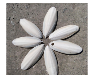 Os de seiche de haute qualité, producteur vietnamien pour l'exportation - Os naturel pour l'alimentation des oiseaux et les fournitures pour animaux de compagnie - Product Image 4