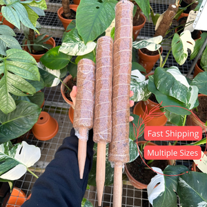 Poste de musgo de Coco para plantas de arrastre Apoya el crecimiento y la retención de humedad Estacas Poste de musgo Planta de interior al aire libre - Product Image 4