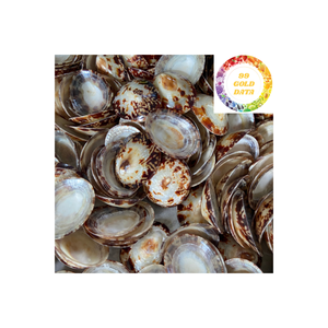 Conchas decorativas naturales de lapa de Vietnam para artesanías, arte costero y proyectos de recolección de conchas - Product Image 4