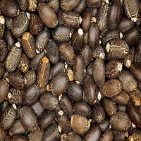 Offre Spéciale de graines de jatropha séchées pures et biologiques Produit agricole disponible en vente en gros
