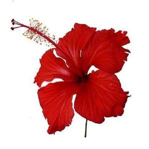 Extracto de planta de hibisco Rosa Sinensis, polvo de flores cultivadas silvestres, superventas, precio al por mayor de La India - Product Image 2