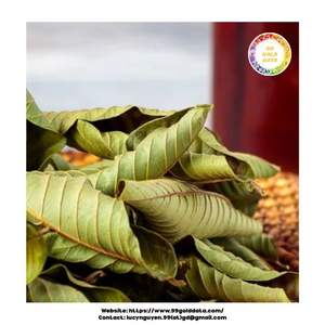 Hojas secas de guayaba procesadas naturalmente, perfectas para las compañías de té, fabricantes de cosméticos y marcas de hierbas - Product Image 6