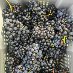 Uvas Negras Reales de Otoño - Uvas de Mesa Grandes Sin Semillas Clase 1 para Exportación Mayorista Premium - Product Image 5