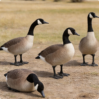 Décoys de chasse réalistes en gros pour l'extérieur : Canard d'eau et Oie du Canada (corps entier)
