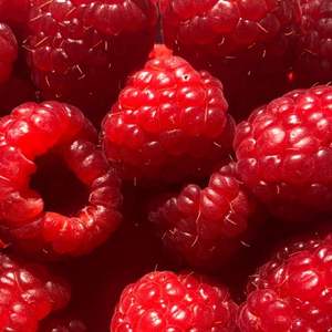 Frambuesas Rojas Frescas Premium, Bayas Dulces con Alto Contenido de Brix 10+, Solo Venta al Por Mayor, Envío Aéreo - Product Image 2