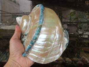 Concha Marina Grande Turbo Marmoratus para Manualidades, Concha Antigua Rara de Vietnam, Perfecta para Recuerdo de Lujo, Turbo Marmoratus - Product Image 5