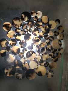 Botón de vástago de color de cuerno de búfalo rosa claro en blanco Botones de vaca y buey de todos los colores para prendas - Product Image 2