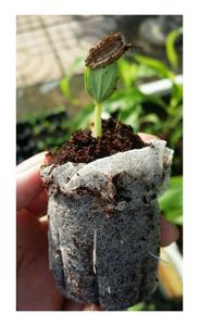 Pellets de tourbe de coco bonne qualité bloc de sol de noix de coco noix de coco tourbe de noix de coco bloc de sol noix de coco bouchons Jiffy - Product Image 3