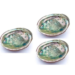 Carcasa de abulón pulido Natural para decoración, espacio marino de Vietnam, superventas - Product Image 3