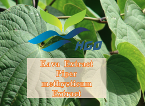 Suministro directo de fábrica HGO de extracto de kava natural puro, extracto de Piper methysticum (grado alimenticio), especificación 10:1 (proporción de extracto) - Product Image 2