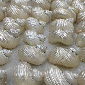 เปลือกหอยยักษ์ธรรมชาติของเวียดนามสำหรับตกแต่งพิพิธภัณฑ์สัตว์น้ำและเครื่องประดับแฮนด์เมดที่ได้รับแรงบันดาลใจจากทะเล - Product Image 1