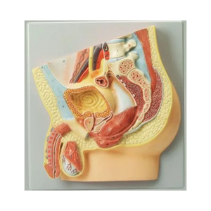 Modèle anatomique de bassin masculin adulte de qualité supérieure pour l'enseignement médical et la formation clinique - Product Image 3