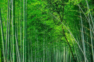 Square Foldable <b>Rattan</b> <b>Basket</b> for Home and Kitchen <b>Storage</b> - Product Image 6