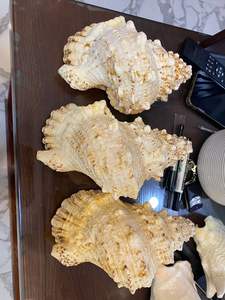 Seashell matériau naturel unique pour l'artisanat d'art, la décoration de bricolage et la décoration intérieure provenant du Vietnam 99GD - Product Image 4