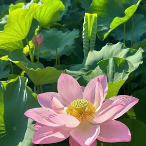 Feuilles de lotus fraîches de qualité supérieure pour l'emballage alimentaire naturel, provenant d'un fournisseur agricole vietnamien de confiance - Product Image 5