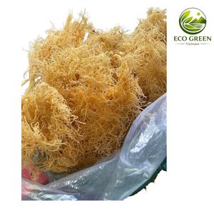 Musgo Irlandés Dorado de Alta Calidad, Cottonii, Musgo Marino Silvestre Seco para Gel - Product Image 1