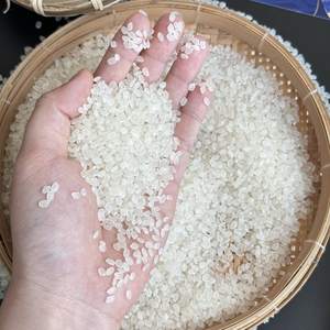 COSTA RICA Riz à grain long au jasmin japonais frais OO84825431311 Importation directe du Vietnam pour l'Europe - Product Image 2