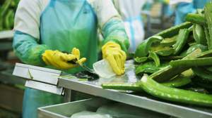 Aloe Vera Vietnam Top Quality Best Sell Low Cost Natural Fresh Green Leaf - Product Image 5