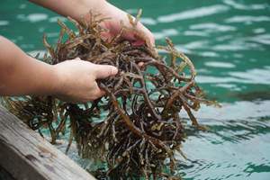 สาหร่ายคอตตอนนีเกรดสูงสำหรับตลาดโลก/อุปทานที่เชื่อถือได้/ผลิตในเวียดนาม - Product Image 4