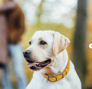 Custom Rolled Dog <b>Collar</b> with Name Tag <b>Collar</b> for Greyhound and <b>Whippet</b> - Product Image 4