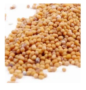 Mua hạt mù tạt trắng tươi với số lượng lớn để bán với giá tuyệt vời với chất lượng đảm bảo và dịch vụ giao hàng nhanh chóng - Product Image 6