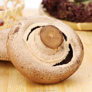 เห็ดสดออร์แกนิคป่าคุณภาพพรีเมี่ยม - Product Image 6