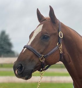 เชือกแขวนคอหนัง เบาะและจมูกเย็บ ปักมงกุฎและตะเข็บแฟนซีด้วยฮาร์ดแวร์ทองเหลือง พร้อมสแน็ปอย่างรวดเร็วเพื่อบรรเทาอย่างรวดเร็ว - Product Image 1