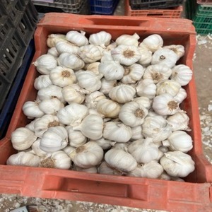 High Quality Fresh Peeled Garlic Cloves Factory Selection Bulk Wholesale Price Vacuum Bag Packaging - Product Image 5