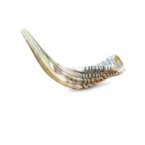 Shofar de Cuerno de Carnero Natural Hecho a Mano, Cuerno Ceremonial Tradicional - Product Image 6
