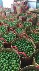 Lima fresca sin semillas: la mejor opción para una exportación estándar de alta calidad y el mejor precio - Product Image 4