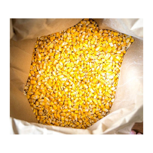 Maíz amarillo para consumo humano, no gmo, amarillo, venta al por mayor - Product Image 2