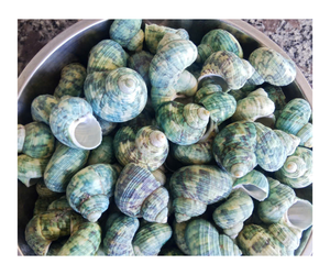 Estrella de mar natural, concha marina, artesanía de playa, estrellas de mar naturales, bricolaje, playa, boda, decoración artesanal, decoración del hogar - Product Image 6