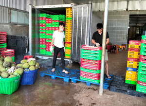 Durian congelado de alta calidad de Vietnam Venta caliente Buen precio Fruta Directo de la fuente - Product Image 5