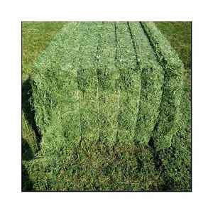 Oferta con descuento: Heno de Rhodes de primera calidad en pacas preparadas para pedidos de envío a granel - Product Image 3