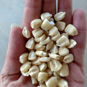 GRAINES DE MAÏS CIRES NATURELLES SÉCHÉES SOURCE D'AGRICULTURE DURABLE APPROVISIONNEMENT DU MARCHÉ MONDIAL - Product Image 5