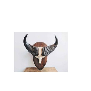 Última Novedad: Par de Cuernos de Búfalo Ecológicos para Artesanía, Cuernos Naturales de Búfalo, Cuernos Largos de Vaca para Decoración de Paredes al Mejor Precio - Product Image 3