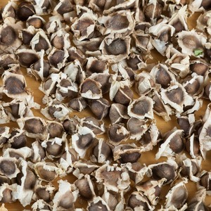 Giá tốt khô <span class=keywords><strong>Moringa</strong></span> oleifera hạt giống cho nhà nhập khẩu trong cung cấp số lượng lớn chất lượng hàng đầu <span class=keywords><strong>Moringa</strong></span> hạt giống cho xuất khẩu - Product Image 6