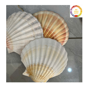 Venta al por mayor de conchas marinas vieiras blancas naturales, conchas grandes para decoración del hogar, manualidades, regalos hechos a mano, Vietnam - Product Image 6