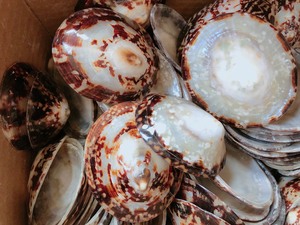 เปลือกหอยหอยเป๋าฮื้อเปลือกหอยทาก - Product Image 5