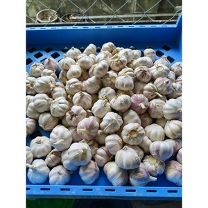 Best Quality <b>Fresh</b> Natural <b>Garlic</b> New Crop <b>Fresh</b> Normal White <b>Garlic</b> - Product Image 2