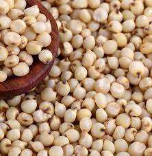 Grano de sorgo rojo a granel (Milo) a la venta - Product Image 4