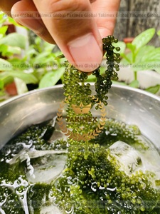 องุ่นทะเลธรรมชาติสาหร่ายองุ่นเขียวสด - Product Image 5