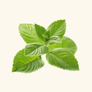 น้ำมันกลิ่นเมนทอลสำหรับวัตถุเจือปนอาหาร - Product Image 1