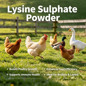 Suministro <span class=keywords><strong>a</strong></span> Granel de Sulfato de L-Lisina Granular al 70%, Suplemento de Grado Alimenticio, Sulfato de Lisina <span class=keywords><strong>para</strong></span> Aves de Corral, Ganado y Alimentación Acuática - Product Image 4