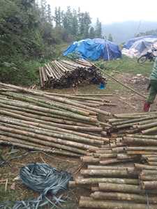 Postes de bambú verde natural Fabricante de Vietnam Paisaje al aire libre y decoración de Resort - Product Image 4