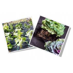 AGO0434 AGROWKNINA Malla Antihierbas 1x10 M 50g/m2, Tela Paisajística 100% UV de PE, PP, HDPE, Malla Plástica para Control de Malezas con Protección UV - Product Image 4