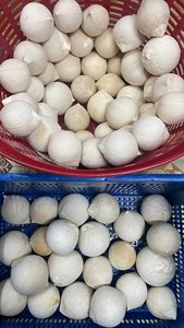 Nouvelle récolte 2026 Noix de coco entière polie Coco Fresco Pulido TINIMEX Origine Ben Tre Durée de conservation de 40 jours pour les importateurs - Product Image 5