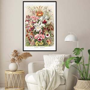 Placa de arte de Ernst Haeckel, Formas de la naturaleza, Placa 74 - Póster de naturaleza muerta de orquídeas sobre papel - Product Image 1