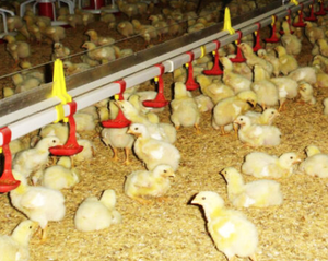 High Quality Poultry Nipple Drinking System Drinking Line <b>Chicken</b> <b>Feeder</b> Poultry Drinking System Vietnam Manufacturer - Product Image 6